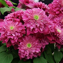 Клематис Кайзер крупноцв.махр/ЦКор 1шт