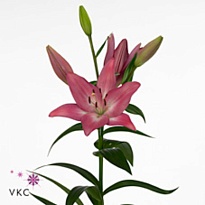 Лилия or. Profundo 4+ 10шт