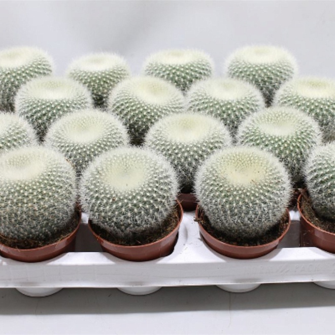 Кактус Нотокактус Хазельберга d7 h10 12шт