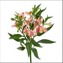 Альстромерия Fl Charmelia Apricot 10шт