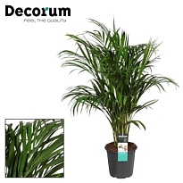 Арека d21 h110 1шт