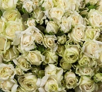 Роза Exclusive Sensation кустовая (Ц) дл.50 10шт/уп