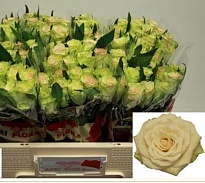 Роза Green Fashion дл.40 10шт