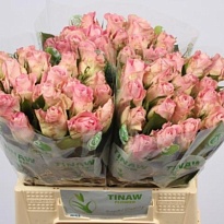 Роза Bisou дл.40 10шт