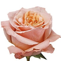 Роза Flor Hermosa Shimmer дл.60 25шт