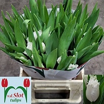 Тюльпан White Shark 10шт