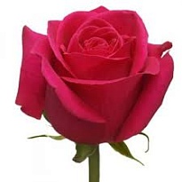 Роза Flora Ola Pink Tacazzi дл.50 10шт