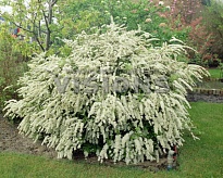 Спирея (Spiraea) Вангутта d9 h40-60 1шт