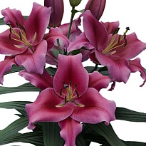 Лилия Or. Dalian 4/5+ 10шт