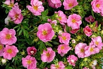 Лапчатка (Potentilla) куст. Пинк Парадайз d17 h30-40 1шт (СГ) 1шт