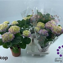 Гортензия Макр. Фаболо Блю d14 h40 4шт