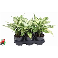 Аглаонема Вайт Даймонд d9 h30 18шт