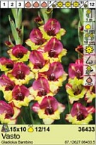 Гладиолус Васто Бамбино 12/14 7шт*