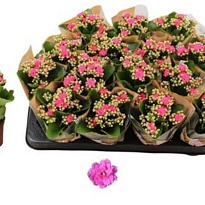 Каланхое Нандо Пинк d7 h15 16шт