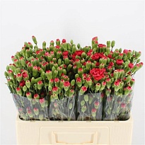 Гвоздика кустовая Beloved 10шт