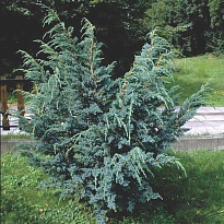 Можжевельник (Juniperus) чешуйчатый Блю Карпет 3л h25-35 1шт