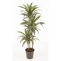 Драцена Улисес 3Д d24 h150 1шт