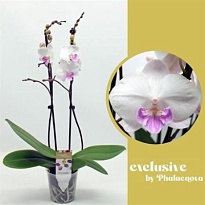 Орхидея Фален. Миа Биг Липс 2ст d12 h60 6шт
