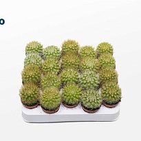 Кактус Пародия Пеницилата d5 h10 20шт