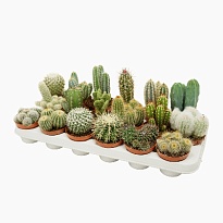 Кактус микс d8 h15 12шт