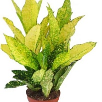 Кодиеум Голд Сан d9 h25 21шт