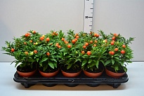 Соланум d10 h20 12шт