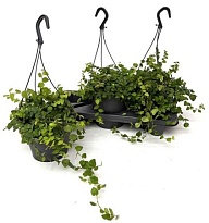 Фикус Пумила ханг d19 h15 3шт