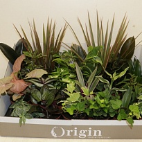 Плант микс (шоубокс) d12 h35 12шт