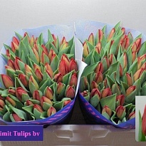 Тюльпан Loveflight 10шт