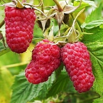 Малина Гордость России/Цв.Кор 1шт