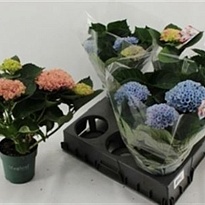 Гортензия Макр. Мэджикал Революшн Блю d10 h30 8шт