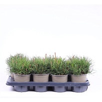 Сосна (Pinus) горная Мугус d16 8шт