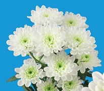 Хризантема кустовая Altaj 70 gr 5шт