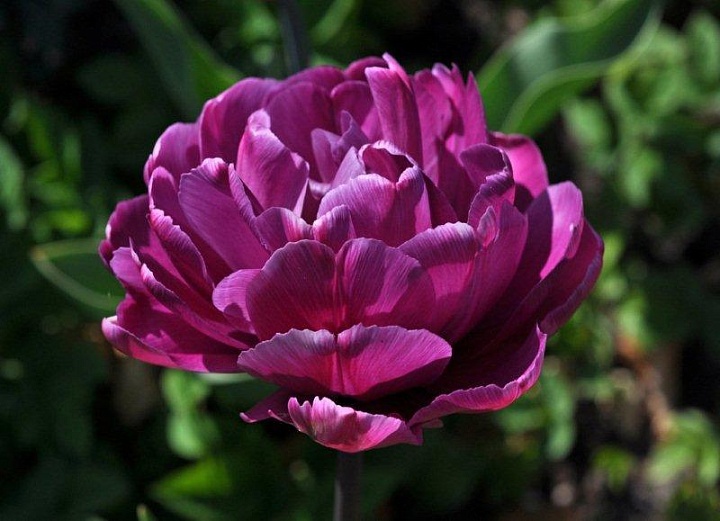 Тюльпан Блю Даймонд махр.11/12 3шт в сетке 