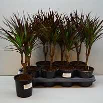 Драцена Магента d12 h35 10шт