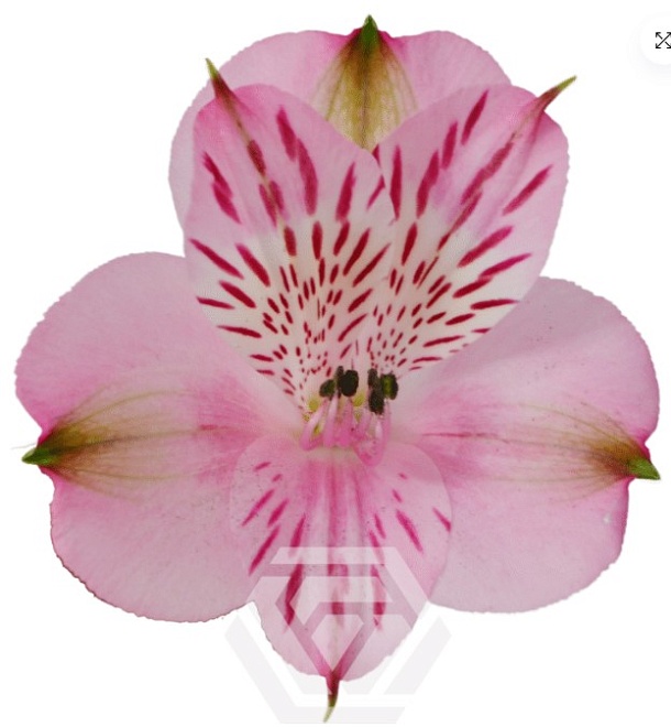 Альстромерия Tessa Pamela дл.60 10шт