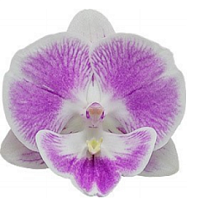 Орхидея Фален. Якульт 1ст d10 h40 10шт