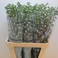 Дельфиниум Magic Fountains 10шт