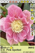 Морозник Эллен Пинк Споттед махр. 1шт*