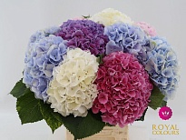 Гортензия Mix In Bucket дл.60 d22 1шт