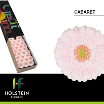 Гербера mini Cabaret 30шт
