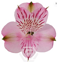 Альстромерия Tessa Pamela дл.60 10шт