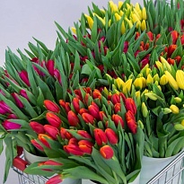 Тюльпан mix color 24-26 gr 50шт