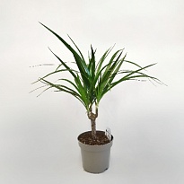 Драцена Марг. d14 h65 8шт