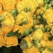 Роза Yellow Bubbles кустовая (Ц) дл.60 10шт/уп