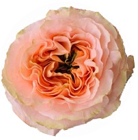 Роза Qualisa Princess Crown дл.60 25шт