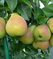 Груша Лада/Цв.Кор 1шт