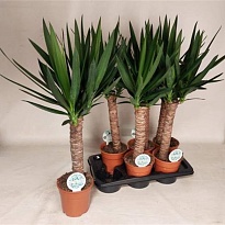 Юкка d17 h80 6шт