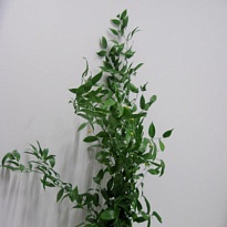 Рускус пучок дл.100 1шт 