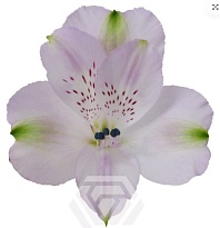 Альстромерия Tessa Louisiana дл.60 10шт